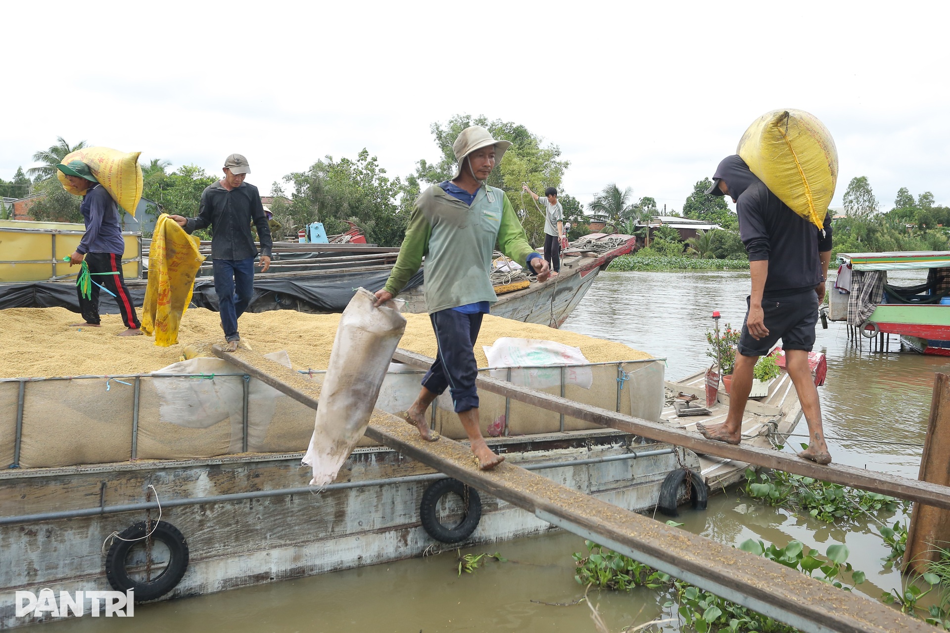 Người dân Tây Ninh “chạy đua” gặt lúa giữa mùa nước lũ - 10 Người dân Tây Ninh “chạy đua” gặt lúa giữa mùa nước lũ - 10