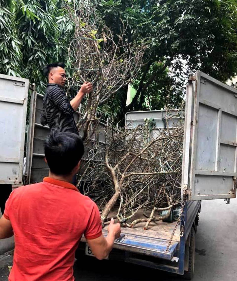 Cành hoa mận cổ về Hà Nội, giá tiền triệu vẫn hút dân mua chơi Tết - 1 Cành hoa mận cổ về Hà Nội, giá tiền triệu vẫn hút dân mua chơi Tết - 1