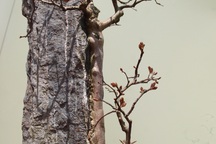 Độc đáo làng hoa cảnh nghìn đô cổ nhất Hà Nội