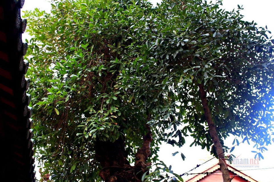 Cây bạch mai trăm tuổi từ linh khí sinh ra, quý hiếm bậc nhất Sài Gòn - 7 Cây bạch mai trăm tuổi từ linh khí sinh ra, quý hiếm bậc nhất Sài Gòn - 7
