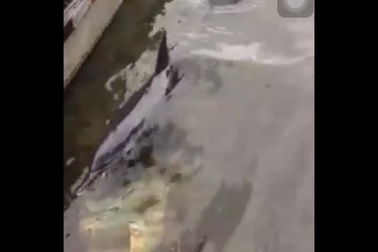 Người dân cứu cá heo trôi dạt vào bờ biển