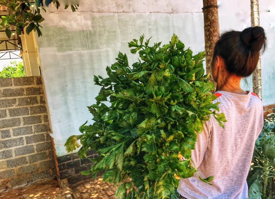 Gia đình ở Đắk Lắk rời phố thị, về quê làm vườn bội thu rau trái - 11 Gia đình ở Đắk Lắk rời phố thị, về quê làm vườn bội thu rau trái - 11