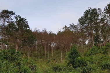 Tạm giữ 2 thanh niên đầu độc rừng thông bằng thuốc diệt cỏ