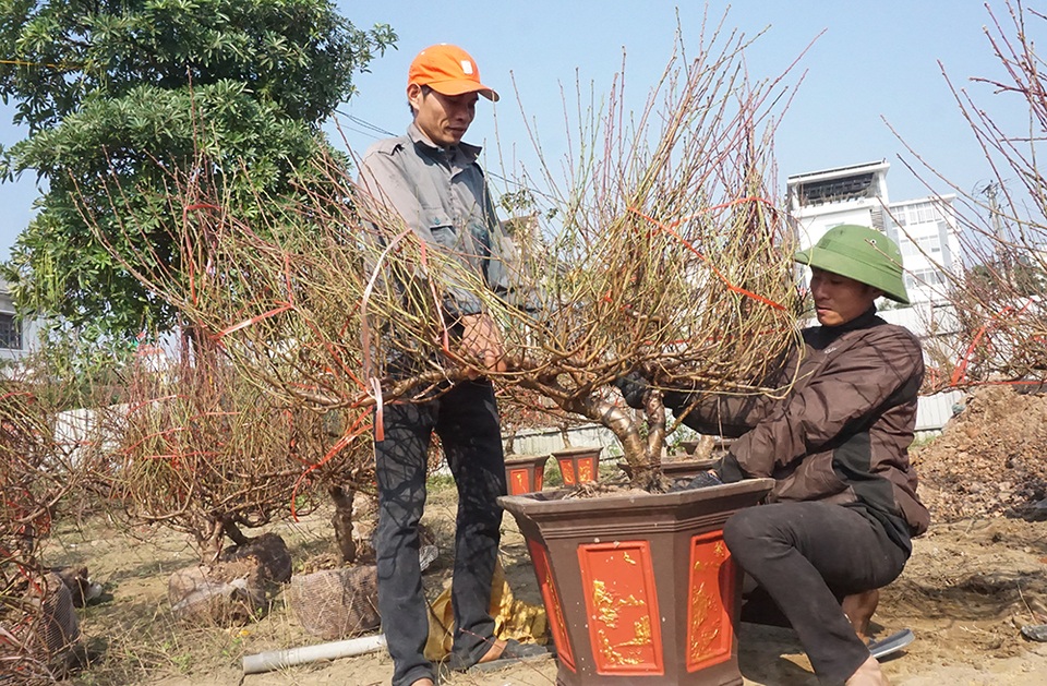Hoa Tết giá mềm, người dân tranh thủ đi chọn sớm - 6 Hoa Tết giá mềm, người dân tranh thủ đi chọn sớm - 6
