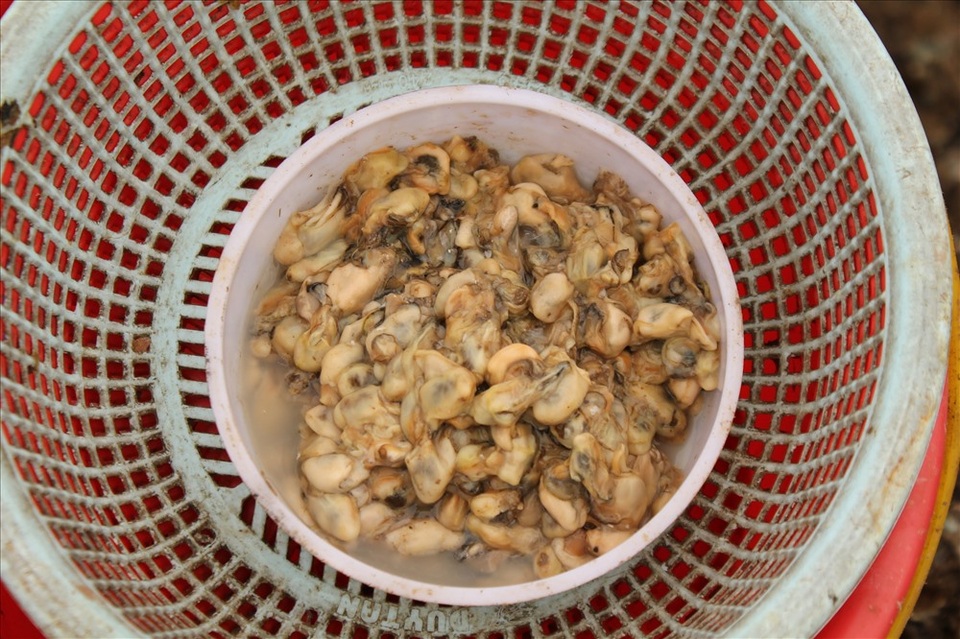 Độc đáo nghề gõ hà biển ở Đồ Sơn - 8