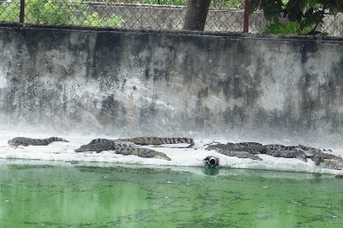 Rộ tin đồn hơn 300 con cá sấu bị mất được rao bán ở Đồng Nai 
