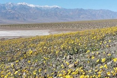 Mỹ: Thung lũng Chết bừng nở bạt ngàn hoa