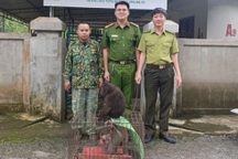 Hai cá thể khỉ quý hiếm đi lạc vào vườn nhà dân