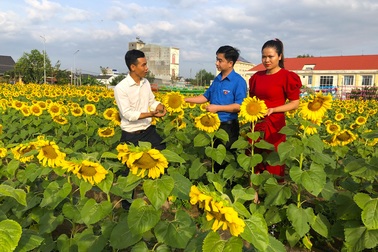 Bỏ việc công ty, chàng trai 9x khởi nghiệp với cánh đồng hoa mặt trời