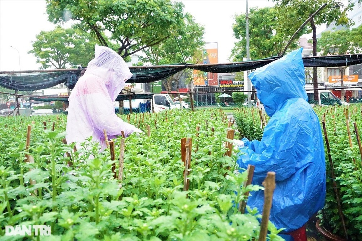 Đội mưa ngắt hoa, bẻ nụ, gom tiền những ngày cận Tết - 8 Đội mưa ngắt hoa, bẻ nụ, gom tiền những ngày cận Tết - 8