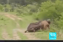 Những khoảnh khắc sư tử trở nên lép vế trước con mồi