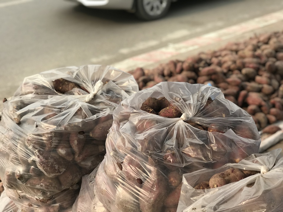 Hàng chục tấn khoai lang nằm la liệt, chờ giải cứu trên vỉa hè Hà Nội - 4 Hàng chục tấn khoai lang nằm la liệt, chờ giải cứu trên vỉa hè Hà Nội - 4