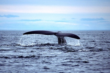 Khám phá bán đảo Valdes - "Vương quốc" của động vật biển