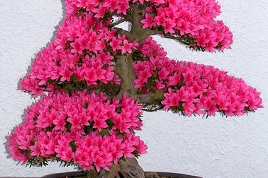 Những cây bonsai đẹp nhất mọi thời đại