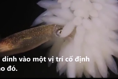 Cận cảnh quá trình đẻ trứng của mực ống cái