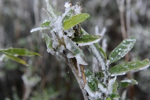 Mẫu Sơn - 2 độ C, băng giá phủ trắng