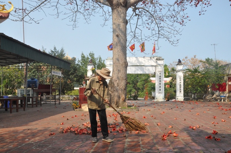 Ngắm cây hoa gạo cổ thụ trước sân đền hàng trăm năm tuổi - 13 Ngắm cây hoa gạo cổ thụ trước sân đền hàng trăm năm tuổi - 13