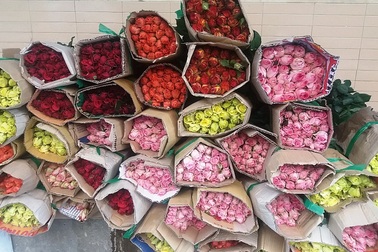 Hoa hồng "vắng khách" dịp 20/10