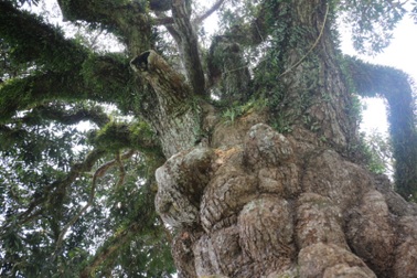 Chiêm ngưỡng “báu vật” hơn 400 năm tuổi của làng Đông Đoài