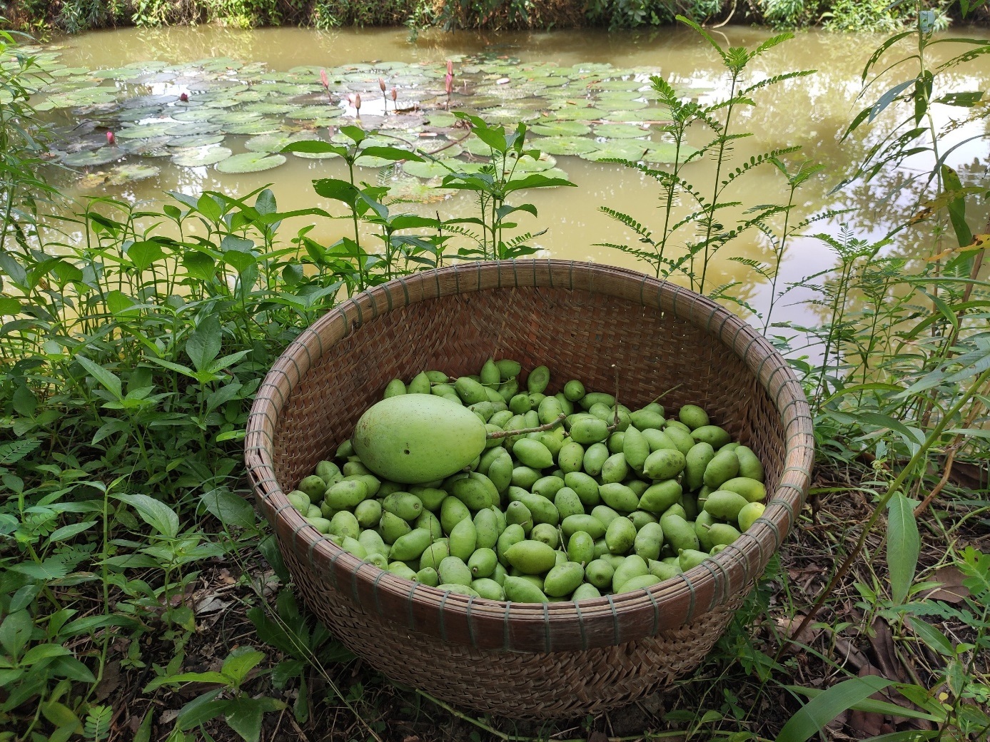 Quả cà na ở miền Tây vào mùa thu hoạch - 3