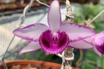 Vén màn giao dịch lan đột biến tiền tỷ trên chợ mạng