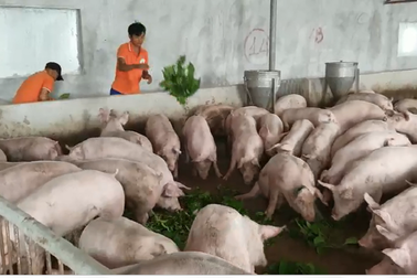 Một phụ nữ tiên phong nuôi heo bằng thảo mộc