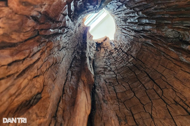 Gốc sưa nặng hơn 2 tấn từng có giá hàng chục tỷ đồng tại Quảng Bình