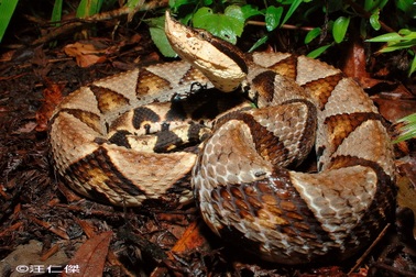 Sốc người đàn ông tự chặt đứt ngón tay khi bị rắn cắn