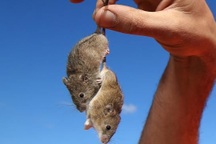 Thảm họa chuột hoành hành ở Australia: Vì đâu có số lượng nhiều như vậy?