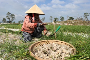Giá cả bấp bênh, nông dân vùng trồng kiệu Quảng Nam lo mất Tết