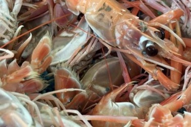 Đặc sản tôm càng biển: Tươi sống vẫn đỏ au như luộc