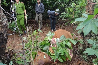 Bò cái chửa bị kẻ trộm xẻ thịt, lấy đi 4 chiếc đùi