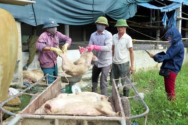 Hỗ trợ khẩn cấp Hà Tĩnh 30.000 liều vắc xin dập dịch tai xanh