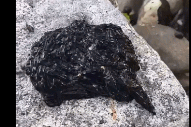 Sinh vật đen bí ẩn khiến dân mạng hoang mang