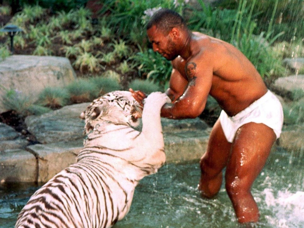 Mike Tyson: Đốt sạch 500 triệu USD ở địa ngục, thân già nhặt từng đồng - 2 Mike Tyson: Đốt sạch 500 triệu USD ở địa ngục, thân già nhặt từng đồng - 2