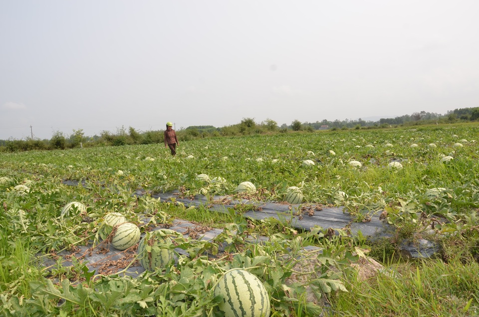 Quảng Ngãi: Xót xa cảnh dưa hấu chín rục ngoài đồng - 3 Quảng Ngãi: Xót xa cảnh dưa hấu chín rục ngoài đồng - 3