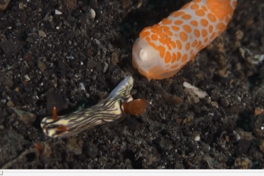 Cận cảnh xem sên biển rượt đuổi để “xơi tái”  đồng loại