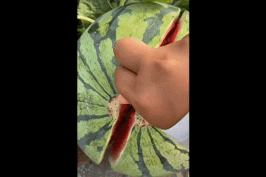 Xem kiểu bổ dưa hấu... bằng móng tay khiến ai cũng tròn mắt