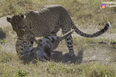 Báo châu Phi hạ gục linh miêu đồng cỏ trong chớp mắt