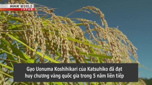 Dùng phân bón đặc biệt, nông dân tạo ra loại gạo ngon nhất Nhật Bản (Nguồn: