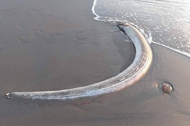 Cá hố rồng dài 3m chết dạt vào bờ biển Hà Tĩnh