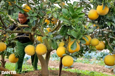 Loại quả Việt được Thứ trưởng Bộ Nông nghiệp Mỹ chấm 10/10 điểm