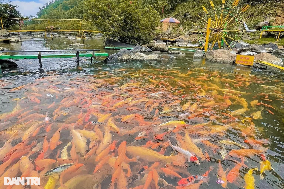 Suối cá vàng_độc đáo_trên vùng đất đỏ_bazan_Nghĩa Đàn Suối cá vàng_độc đáo_trên vùng đất đỏ_bazan_Nghĩa Đàn