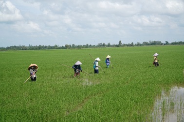 Ruộng lúa Việt Nam được nước ngoài thưởng 3,2 tỷ đồng vì giảm phát thải