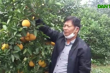 Thu tiền tỷ mỗi năm nhờ trồng cam trên đất cằn