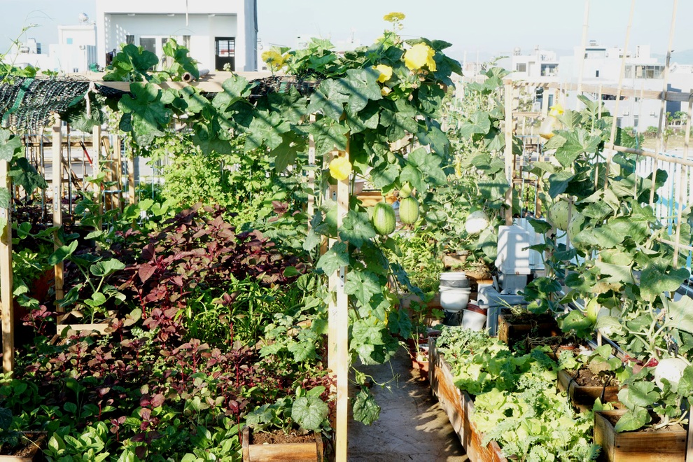 Gia chủ Đà Nẵng phủ xanh nóc nhà bằng vườn rau trái sum suê - 2