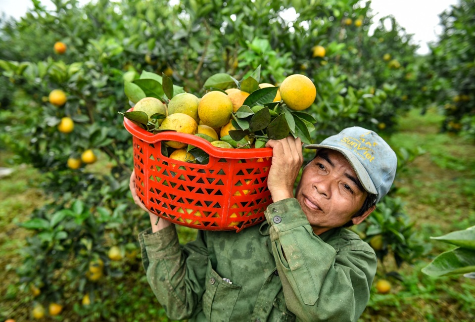 Nông dân miền núi thu tiền tỉ từ trồng cam - 3 Nông dân miền núi thu tiền tỉ từ trồng cam - 3