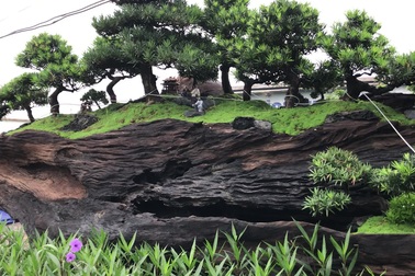 Khúc “củi mục” trăm tuổi trồng vạn niên tùng có gì mà giá 2,5 tỷ đồng?