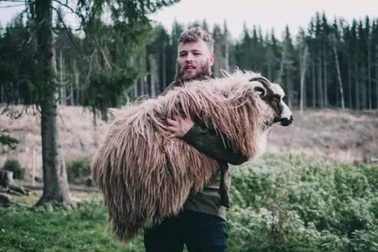 Nghề lạ: Kiếm tiền tỷ/năm chỉ nhờ… nâng cừu