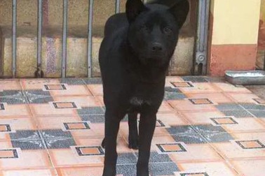 Chủ quan khi bị chó dại cắn, một phụ nữ tử vong